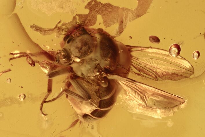 Detailed Fossil Muscoid Fly (Acalyptratae) in Baltic Amber #273188